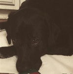 Un Pyrador au pelage noir allongé en regardant la caméra, qui semble détendue.