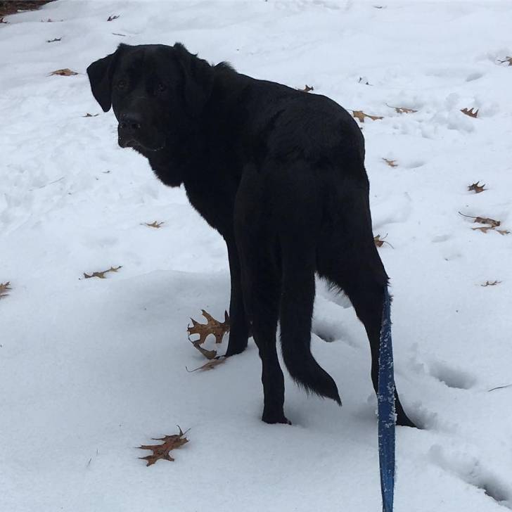 Un Pyrador de pelage noir debout dans la neige et en regardant la caméra