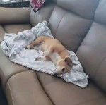 Un Cheagle au pelage bicolore allongé sur un canapé et qui semble détendu.