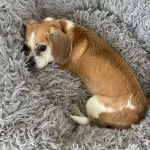 Un Cheagle au pelage bicolore aux oreilles tombantes et allongé, qui regarde la caméra.