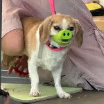 Un Cheagle de pelage bicolore est debout sur une table de vétérinaire, il porte une muselière en forme de nez de cochon, et il a un collier rose autou