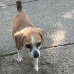 Un Cheagle au pelage bicolore marche sur un sol en béton, l’air pensif.