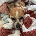 Photo d’un Cheagle allongé dans une serviette, qui semble détendu.