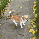 Un châle au pelage bicolore se tient debout sur un sentier fleuri, et il a l’air détendu.