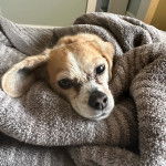 Un Cheagle au pelage bicolore, emballé dans une serviette grise et qui regarde la caméra.