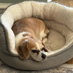 Un Cheagle au pelage bicolore allongé dans sa couchette, qui semble détendu.