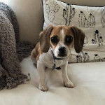 Un Cheagle aux grands yeux assis sur un canapé et portant un collier autour du cou.