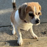 Un Cheagle de pelage bicolore est debout sur une poutre en bois et porte un collier autour du cou.