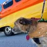 Un Cheagle de pelage tricolore debout, portant une laisse et un collier autour du cou.