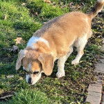 Un Cheagle à pelage bicolore debout sur une surface herbacée et qui renifle l’herbe.