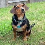 Un Cheagle de pelage bicolore aux oreilles tombantes est assis sur une surface gazonnée et porte un collier en forme d’os autour du cou.