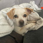 Un Cheagle au pelage bicolore, aux oreilles tombantes et allongées sous une couverture, regarde la caméra.