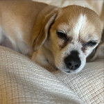 Un Cheagle aux oreilles tombantes, allongé et qui semble épuisé.