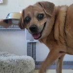 Un Cheagle aux oreilles tombantes, debout sur un tapis et qui tire la langue tout en regardant la caméra.