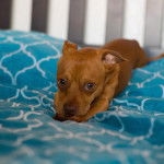 Photo d’un Cheagle au pelage fauve allongé et qui regarde la caméra.
