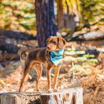 Un Cheagle de pelage fauve est debout sur un tronc d’arbre, il porte un harnais et un bandana bicolore.