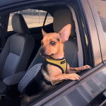 Un Cheagle bicolore aux oreilles droites, assis dans une voiture et portant un harnais vert.