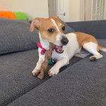 Un Cheagle à la fourrure bicolore allongée avec un nœud rose au cou et tenant un objet dans sa gueule