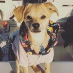 Un Cheagle de pelage bicolore, debout en regardant la caméra et portant un habit à motifs.