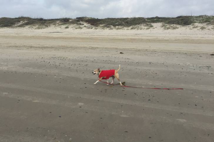 Un Cheagle au pelage fauve et blanc, portant un manteau rouge, marchant sur une plage
