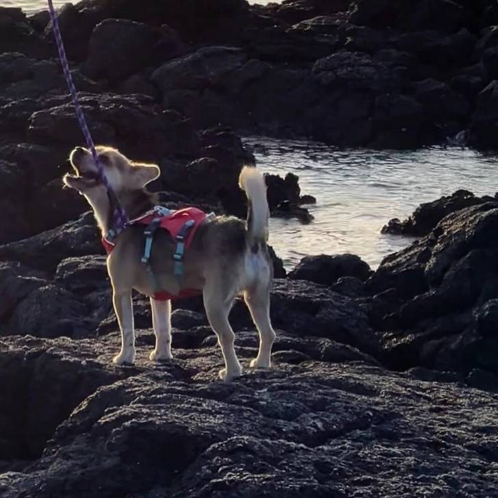 Un Cheagle de pelage kaki et blanc debout sur des rochers à la plage et en ouvrant la gueule