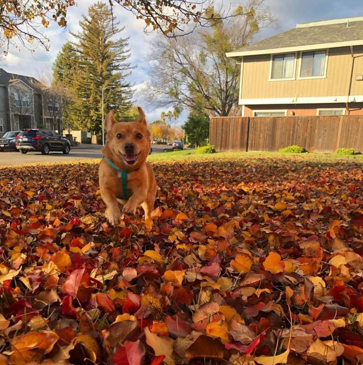 Un Cheagle debout sur un sol jonché de feuilles et qui semble jouer