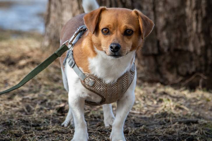 Un Cheagle au pelage fauve et blanc, tenu en laisse dans une forêt