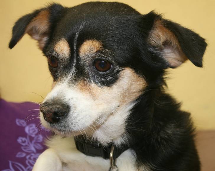 Un gros plan d'un Cheagle au pelage bicolore noir et fauve