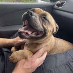 Un Staffy Bull Pei au pelage fauve, ayant la gueule ouverte