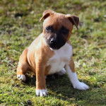Un Staffy Bull Pei au pelage bicolore fauve blanc, assis sur une surface herbacée