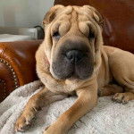 Un Staffy Bull Pei allongé sur un canapé, et regardant la caméra