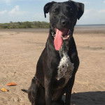 Un Staffy Bull Pei au pelage bicolore, assis sur une surface sableuse, et tirant la langue