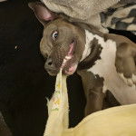 Un Saint Bull Pei au pelage bicolore, allongé sur un canapé et mordant un foulard