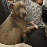 Un Staffy Bull Pei au pelage marron, allongé sur un canapé et regardant la caméra.