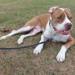 Un Staffy Bull Pei au pelage bicolore marron blanc, allongé sur une pelouse et qui est tenu en laisse