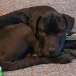 Un Staffy Bull Pei au pelage noir, allongé et regardant attentivement la caméra
