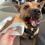 Un Staffy Bull Pei au pelage fauve, portant un harnais et se faisant nourrir