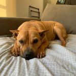 Un Staffy Bull Pei au pelage fauve, allongé sur un canapé et regardant la caméra