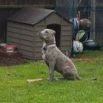 Profil d'un Staffy Bull Pei à la robe bringée, assis sur une pelouse et portant un collier au cou