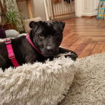 Un Staffy Bull Pei au pelage noir, allongé sur une couchette pour chien et portant un harnais