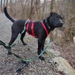 Un Staffy Bull Pei au pelage noir, debout sur ses quatre pattes et qui est tenu en laisse