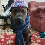 Un Staffy Bull Pei à la robe bringée, assis sur un tapis, portant un cache-col au cou et un bonnet sur la tête