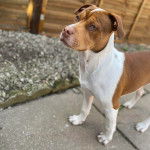 Un Staffy Bull Pei au pelage bicolore blanc fauve