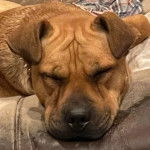 Un Staffy Bull Pei au pelage fauve, semblant dormir sur l'accoudoir d'un canapé