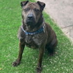 Un Staffy Bull Pei à la robe bringée, assis sur une pelouse et portant un collier au cou