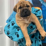 Un Staffy Bull Pei au pelage fauve, dans les bras d'une femme