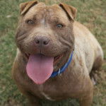 Un Staffy Bull Pei assis sur une pelouse, portant un collier au cou et tirant la langue
