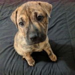Un Staffy Bull Pei à la robe bringée, assis sur un matelas et regardant la caméra