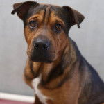 Un Staffy Bull Pei au pelage tricolore noir marron blanc, regardant la caméra