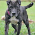 Un Staffy Bull Pei, debout sur ses quatre pattes sur une surface herbacée et portant un collier au cou
